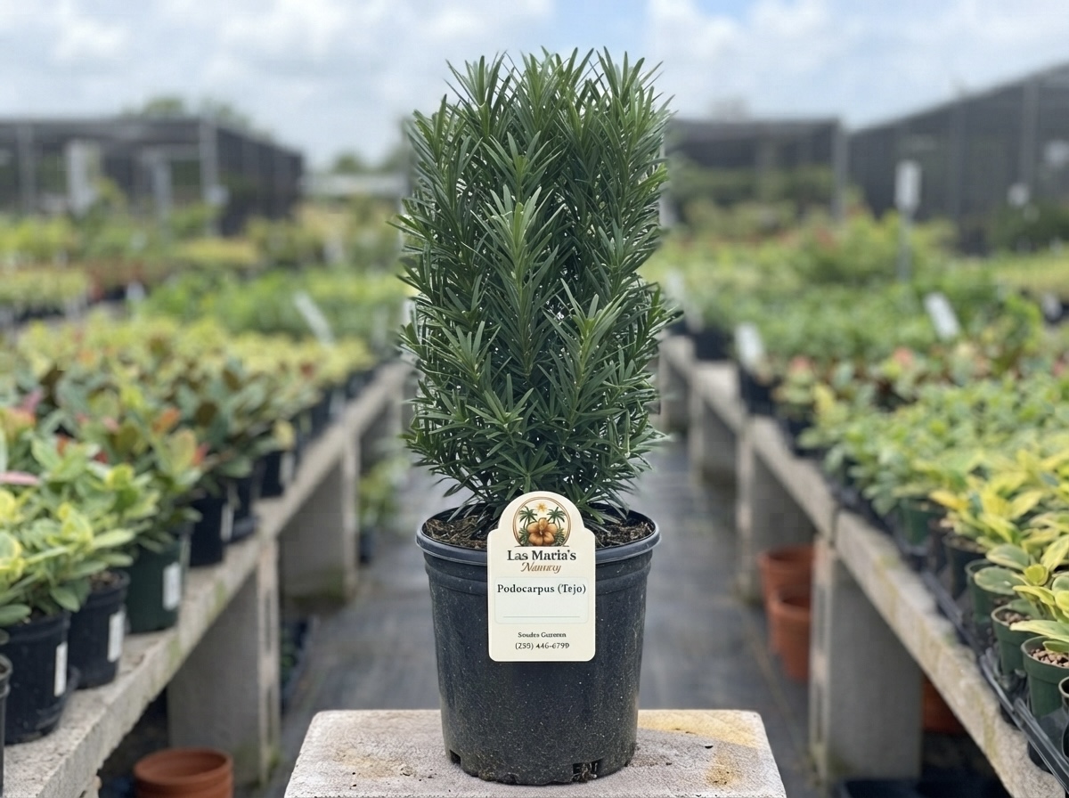 Podocarpus Tejo Vertical