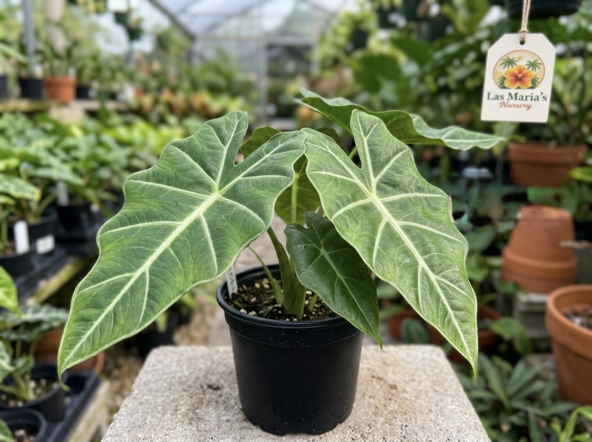 Alocasia California Dwarf