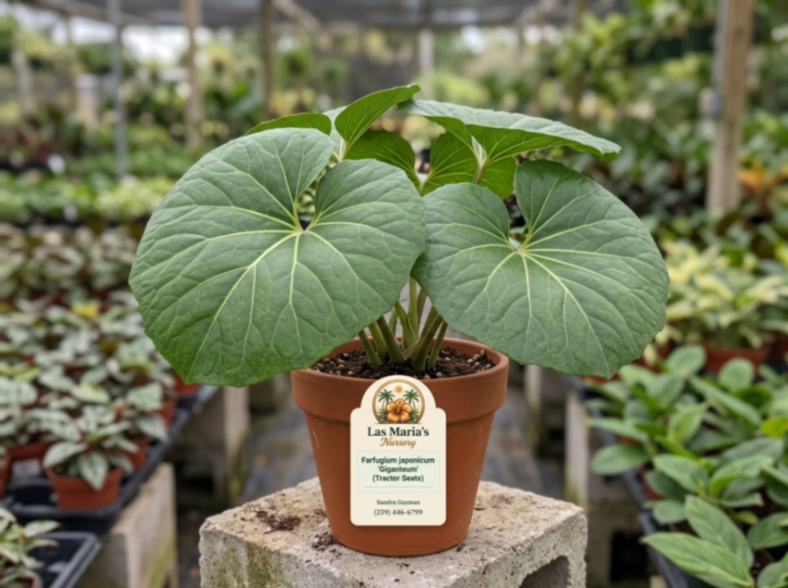 Farfugium
